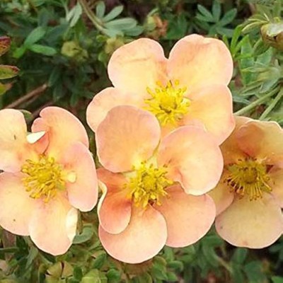 Potentilla Daydawn C2